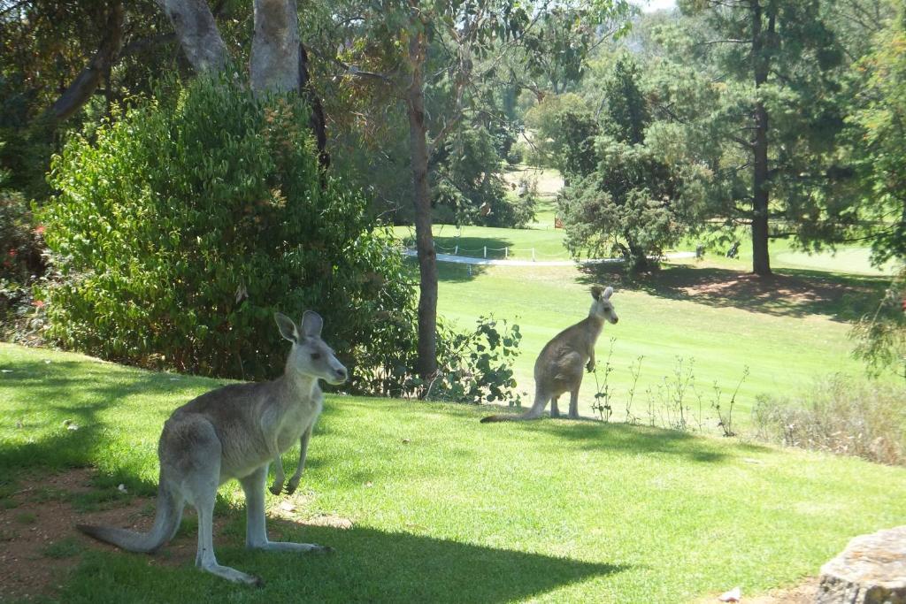 Commercial Golf Resort Albury Extérieur photo